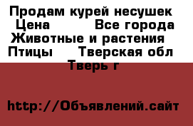 Продам курей несушек › Цена ­ 350 - Все города Животные и растения » Птицы   . Тверская обл.,Тверь г.